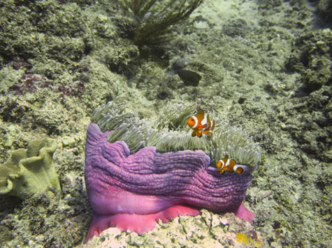 anemoomvis anemoonvis
